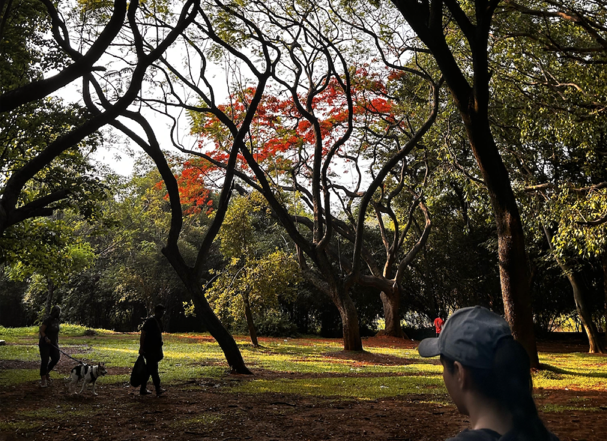 Cubbon Forest - The green heart of Bangalore